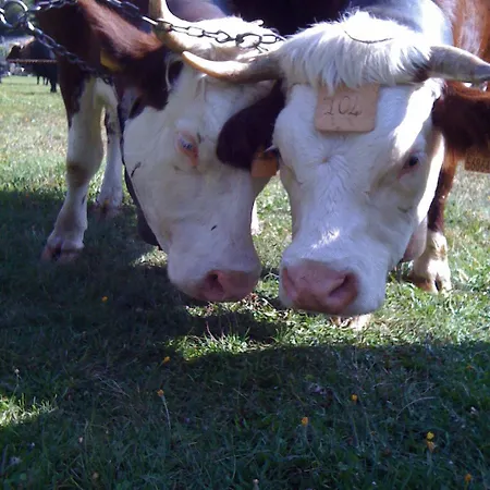 ホテル Alpenrose Ski&bike Mountain