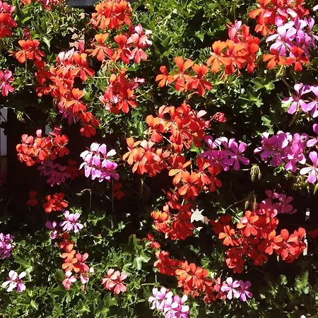 Alpenrose Ski&bike Mountain מלון