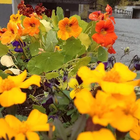 Alpenrose Ski&bike Mountain גרסוני-סן-ג'אן