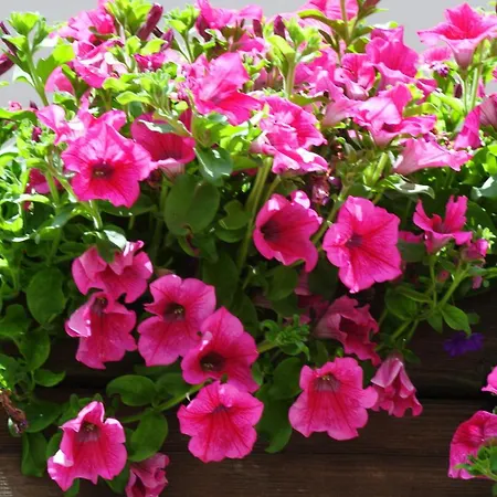 Alpenrose Ski&bike Mountain 3*